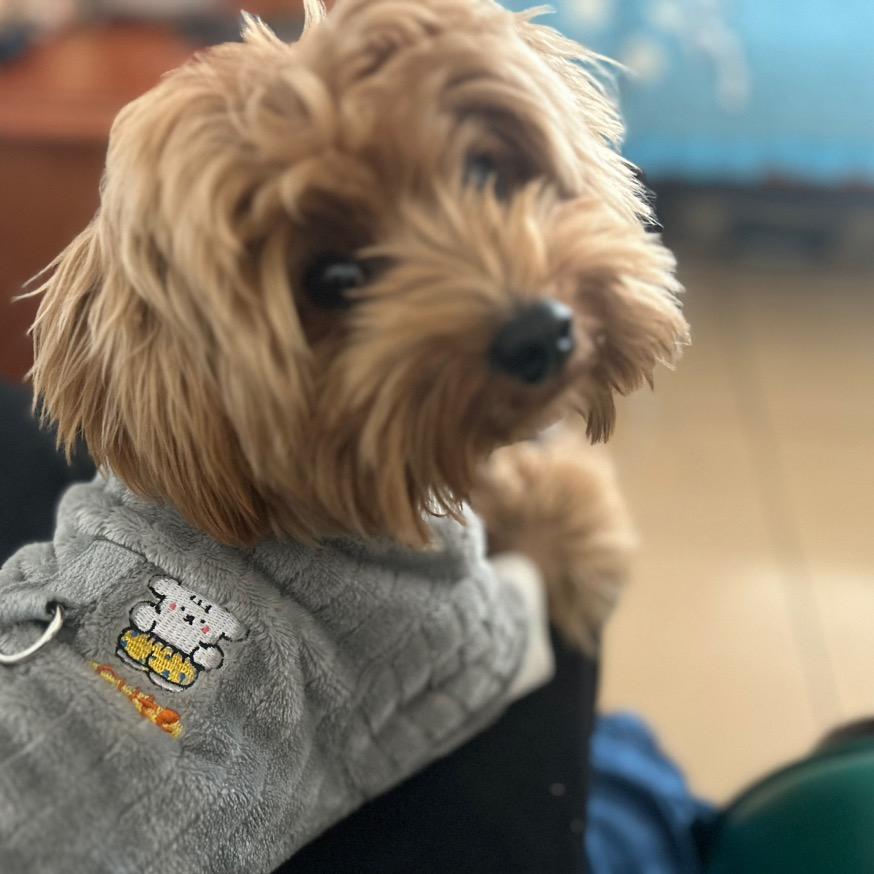 团团不是猫&