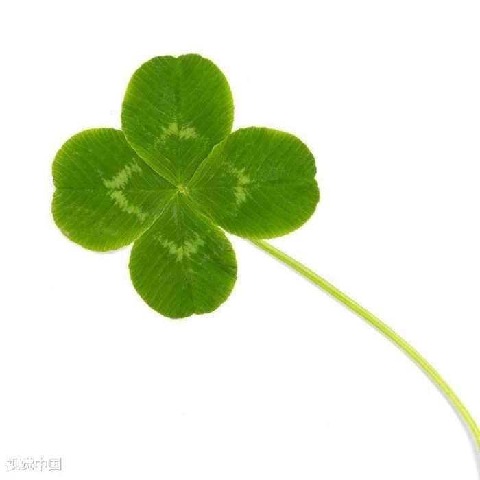 四叶草🍀 •ᴗ•