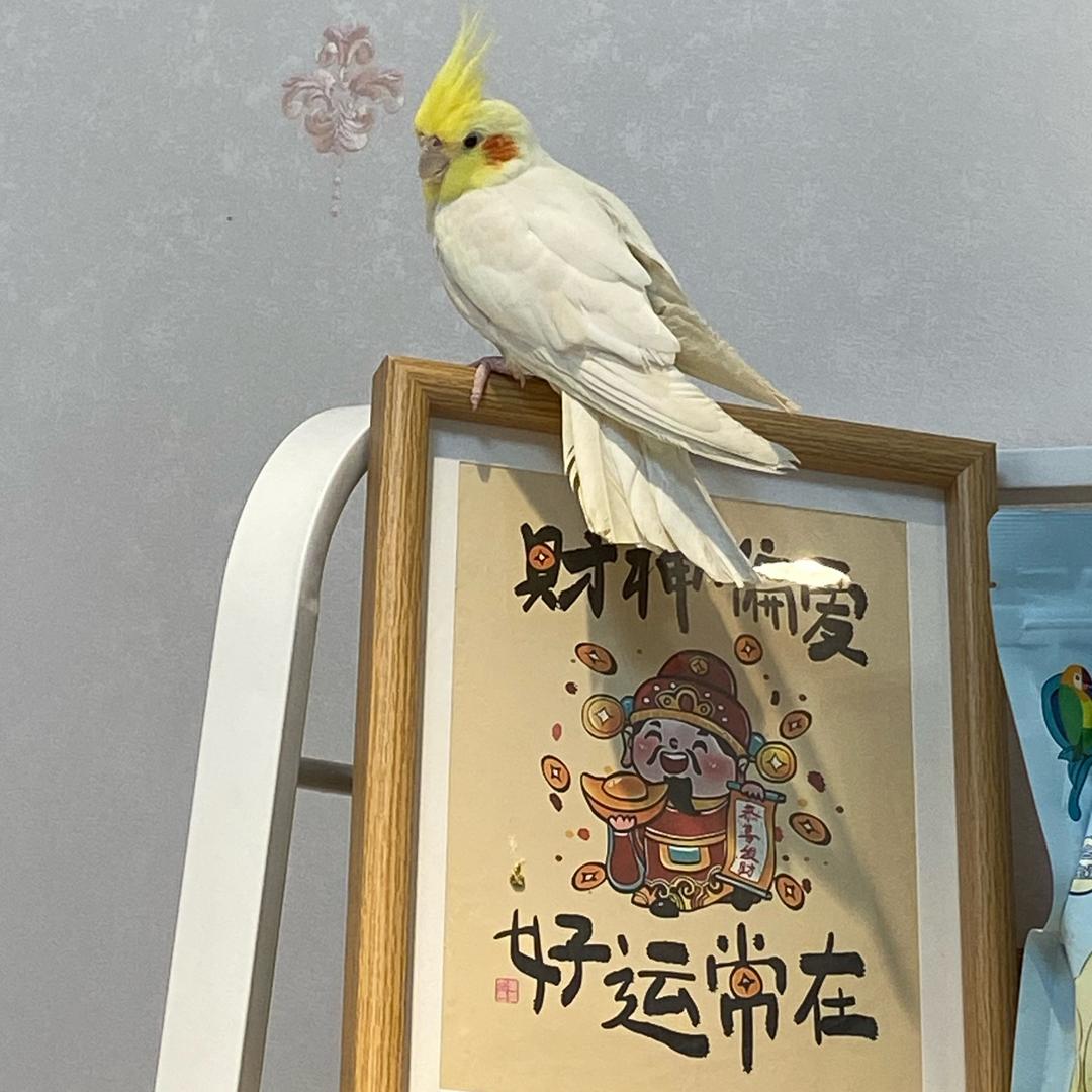 叽咕叽🦜