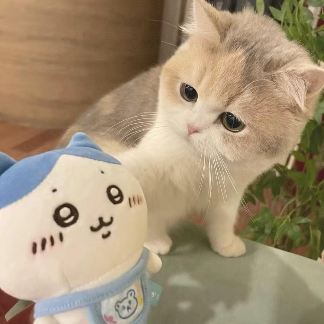哪有猫不会叫