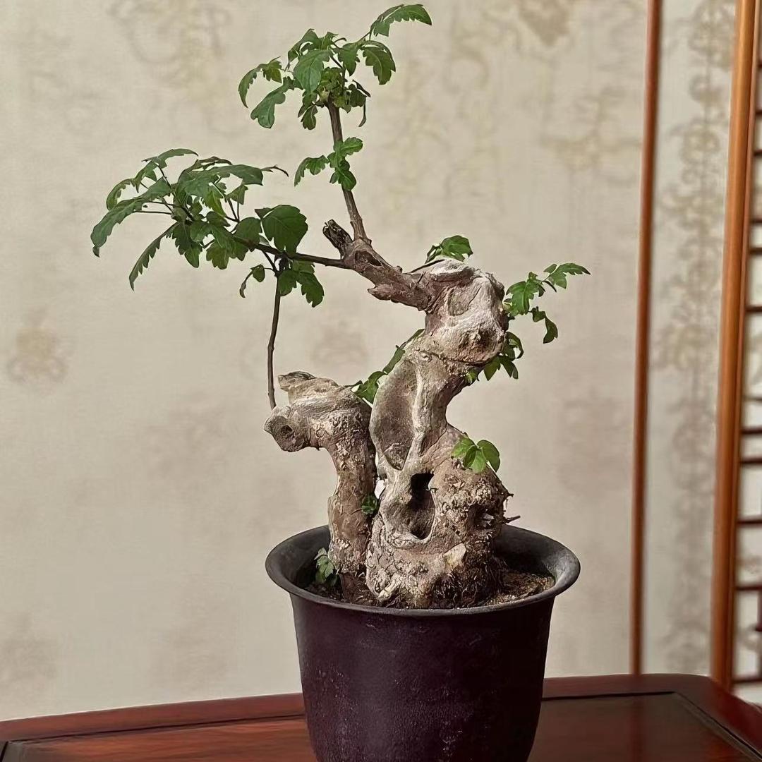 逸博花卉园艺