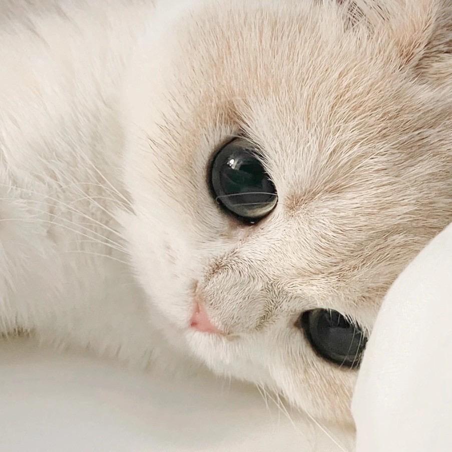 天然卷没有坏蛋