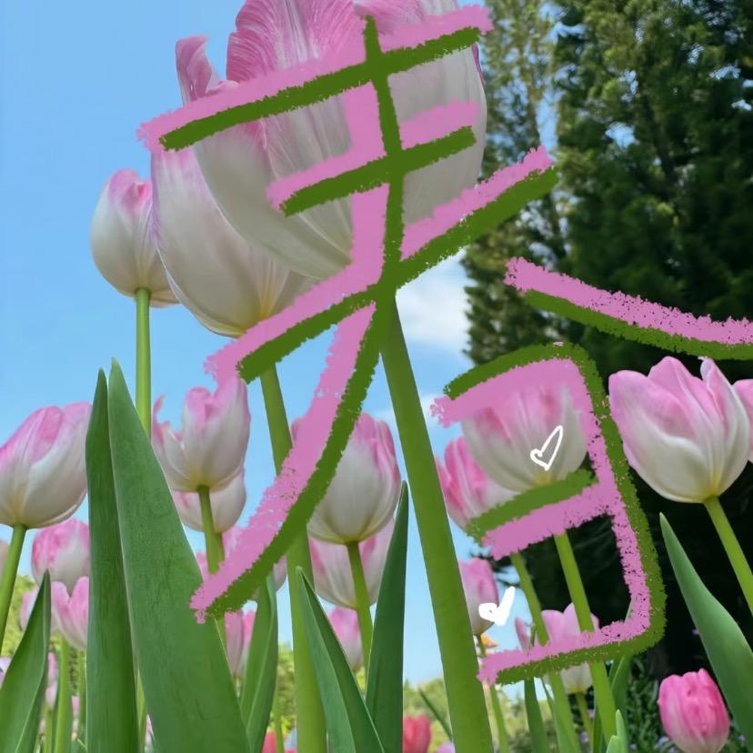 春禾（韩系小个子）