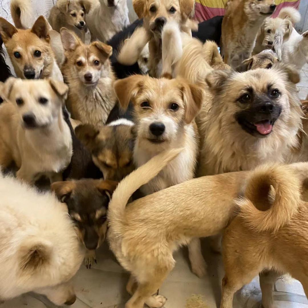 雨泽流浪狗民间家园