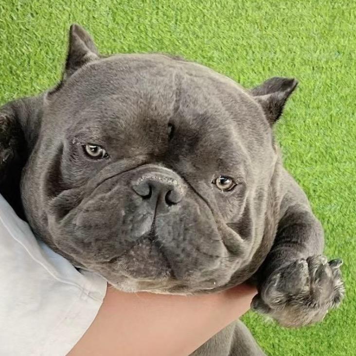 萌宠小恶霸（买🐶私信）