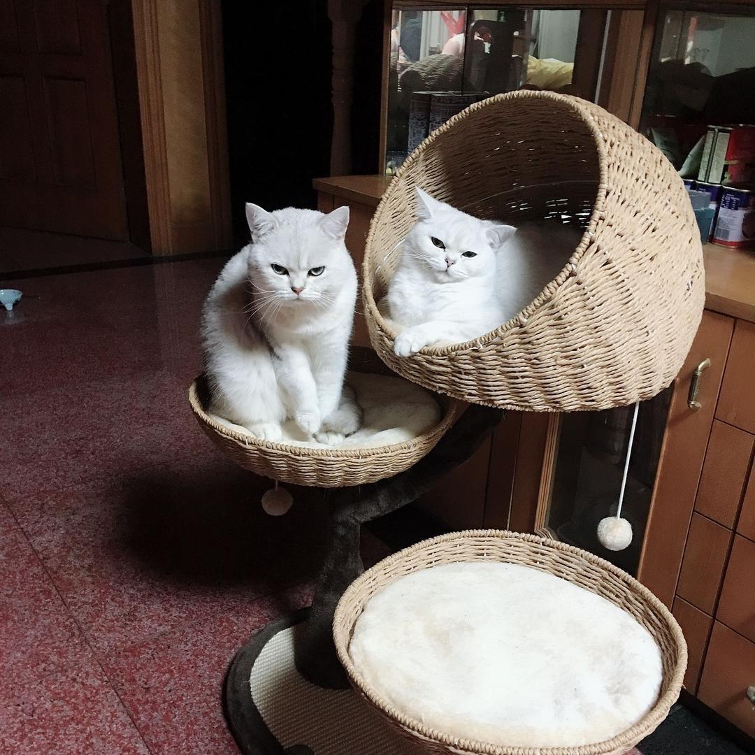 🦢不ོ止ོ清ོ晨ོོ ͜✿🦢