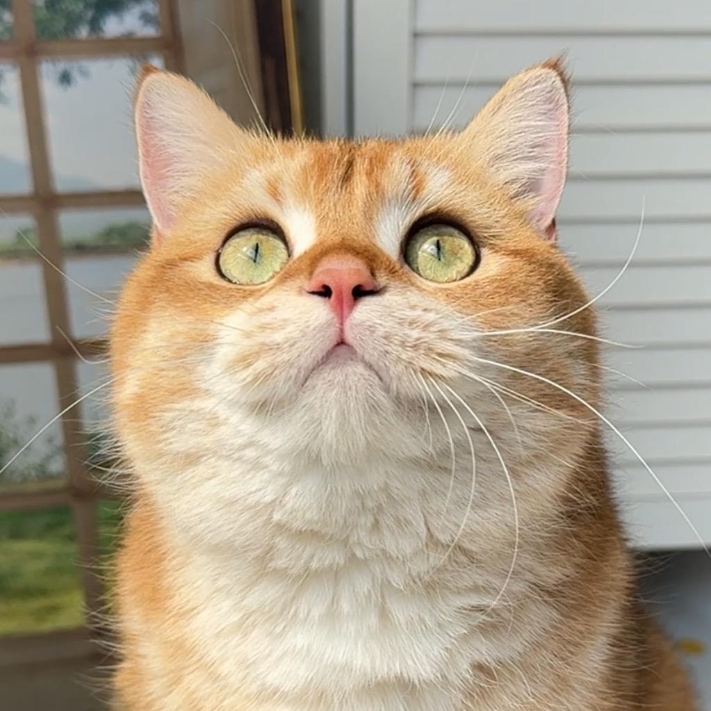 饭团是猫