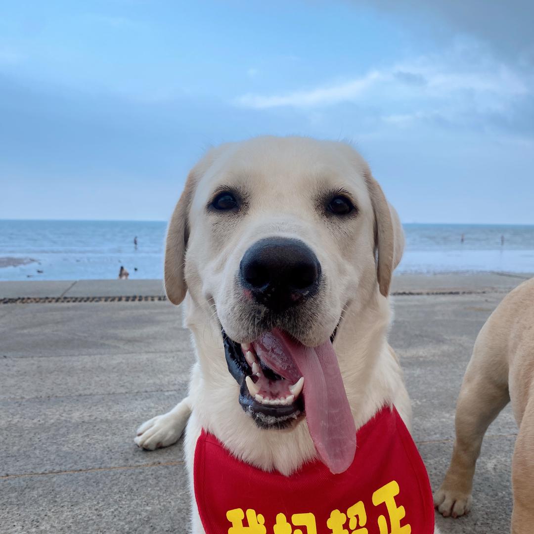 拉布拉多🐶团子