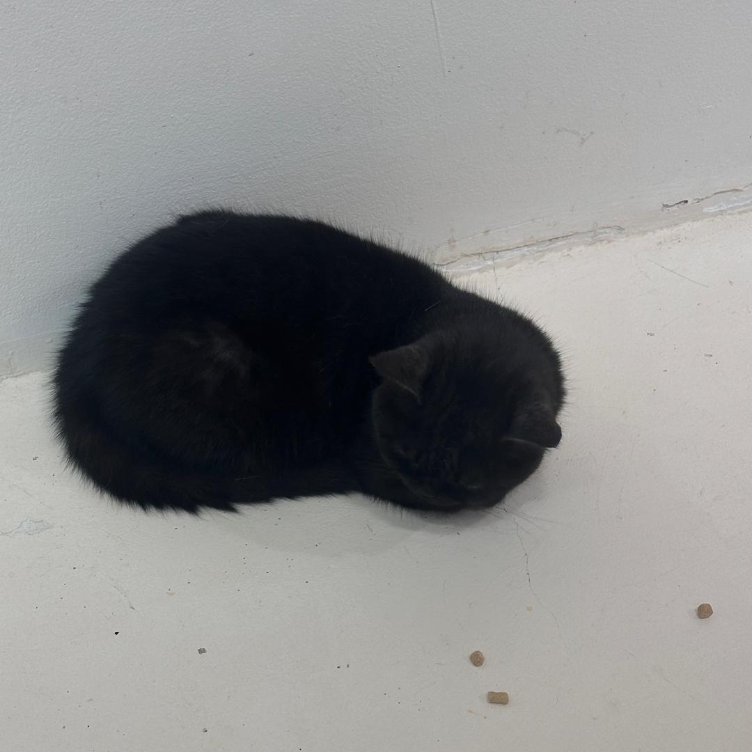 -🐈‍⬛
