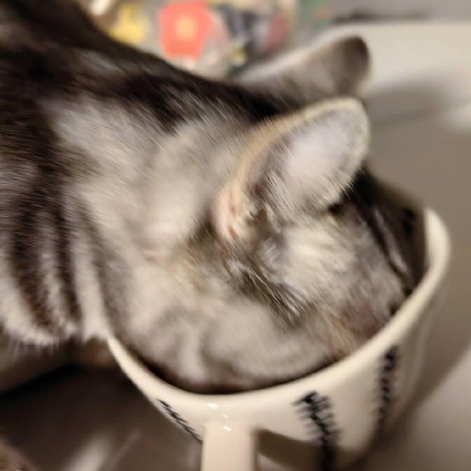 橙子怪