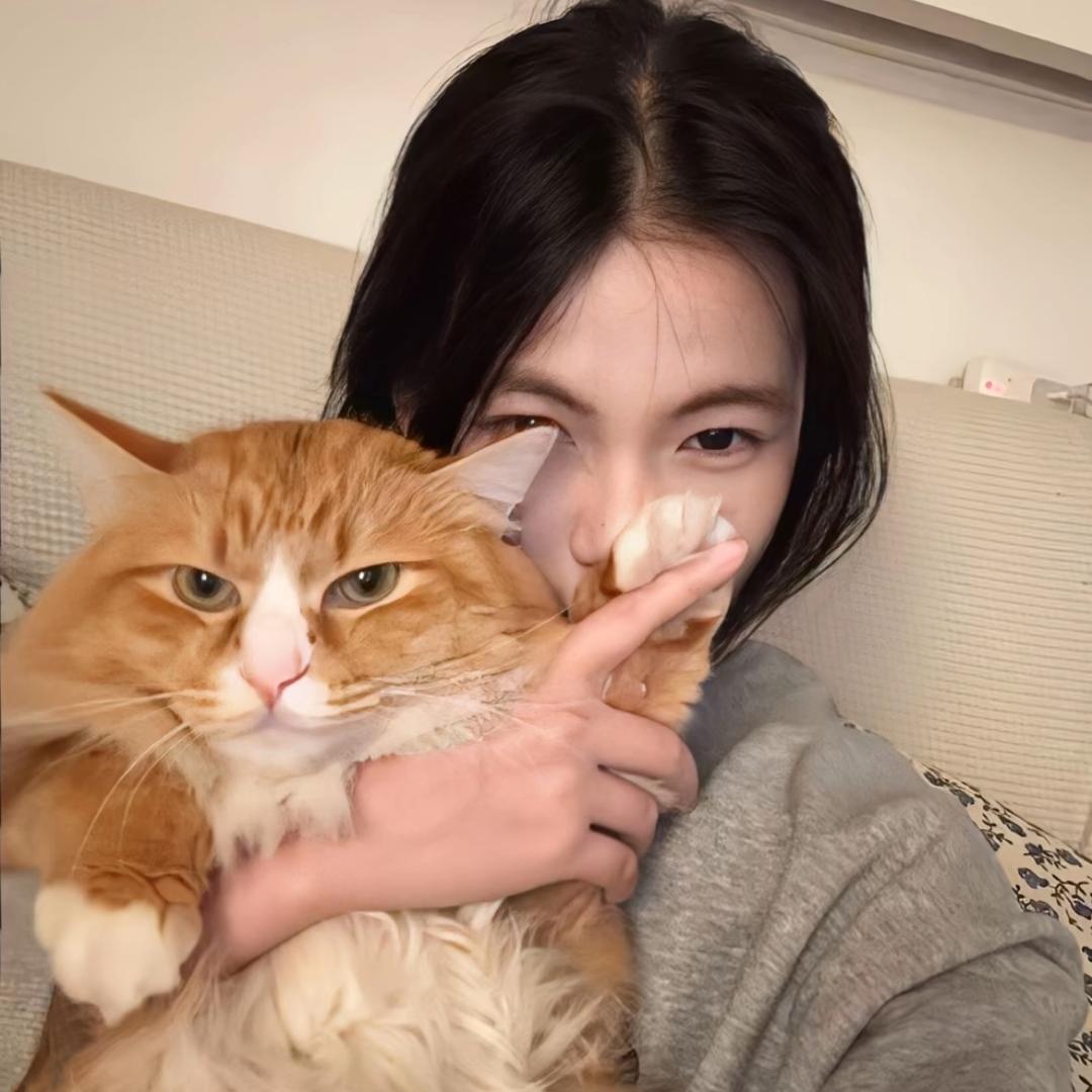 小狸花猫.