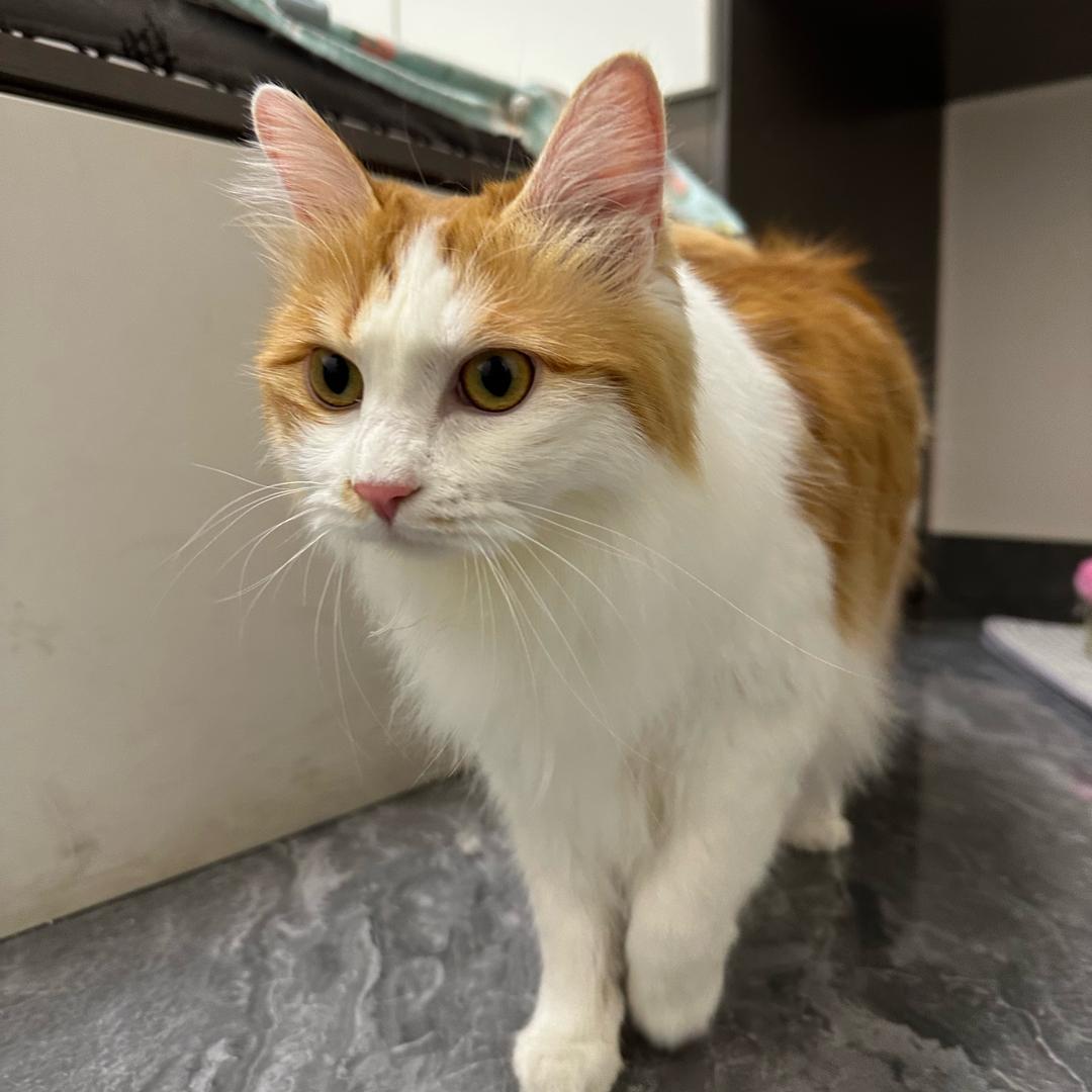 是小东嘻不是小东西🐾