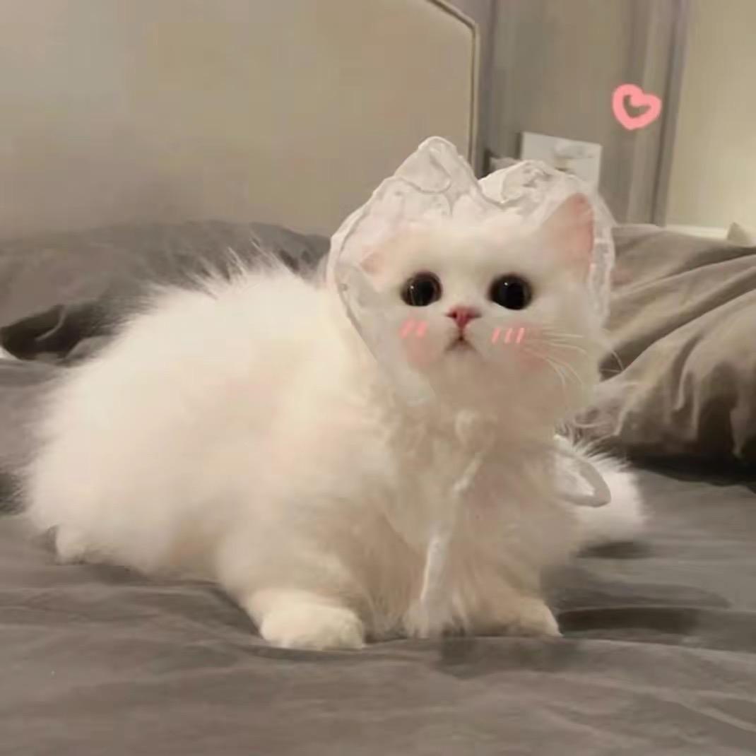 樱桃小完犊子