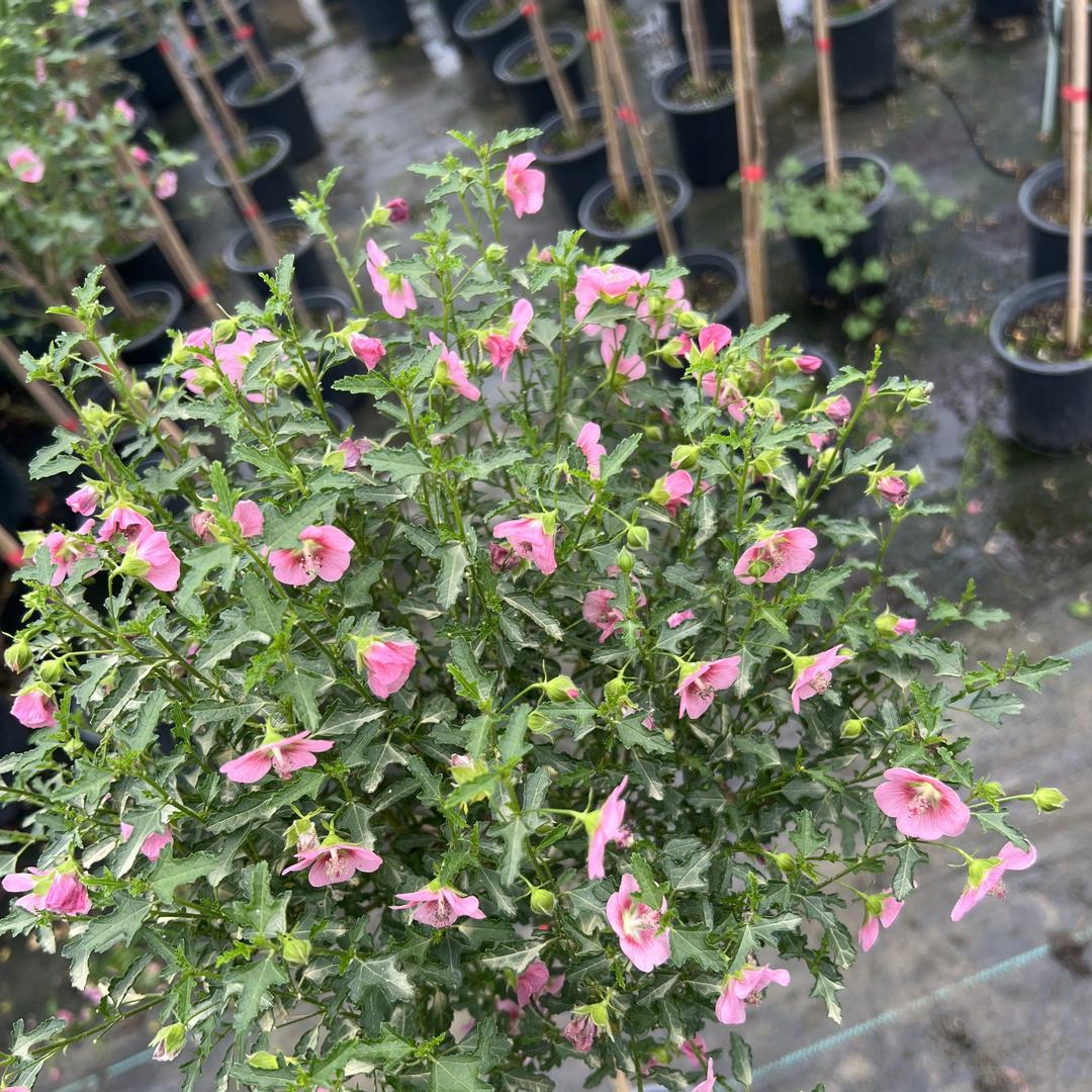 麒轩花卉