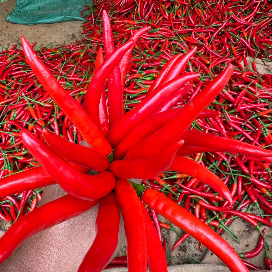 普一凡   一代🌶️椒子果蔬 常年收购