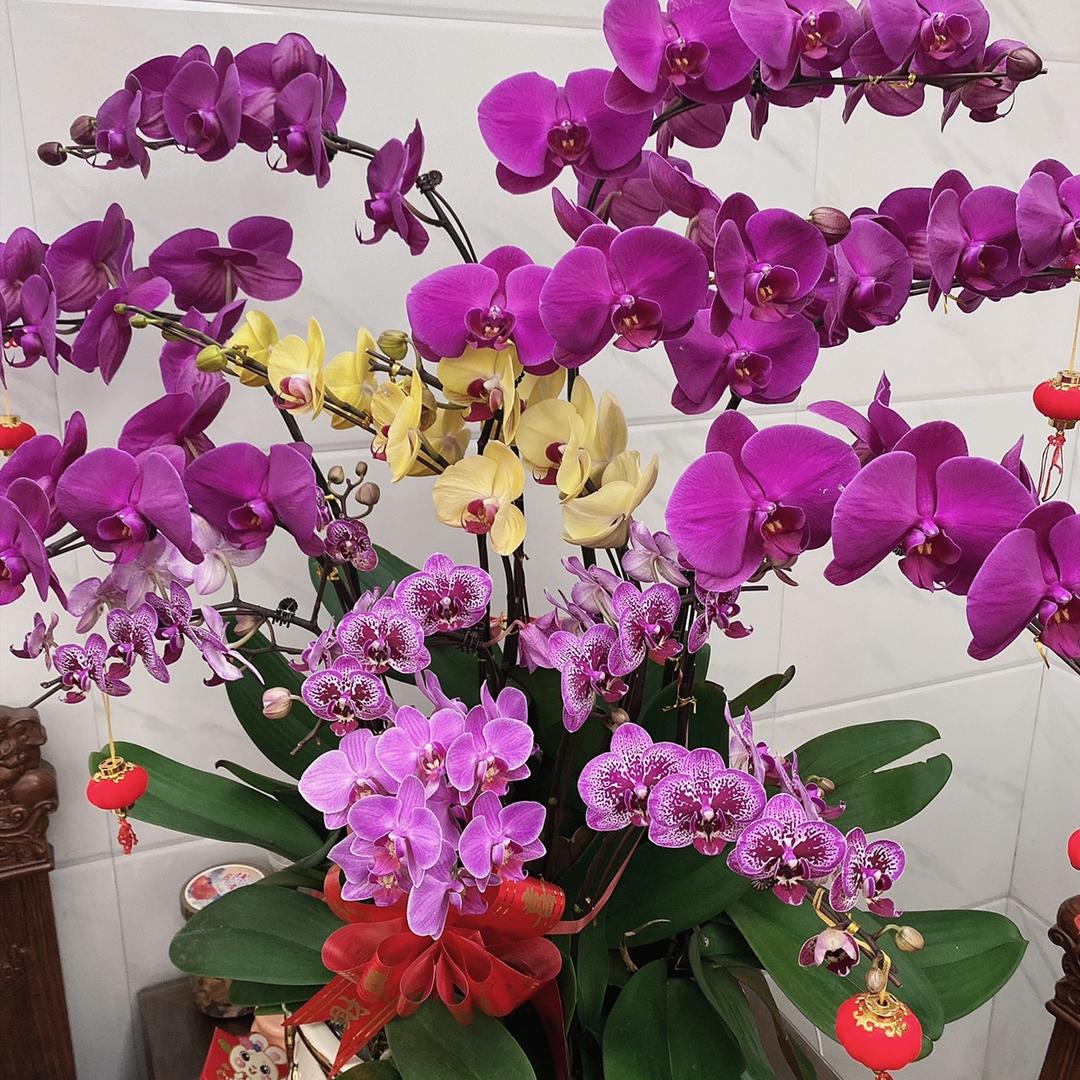 🍊🍊橙子泡芙