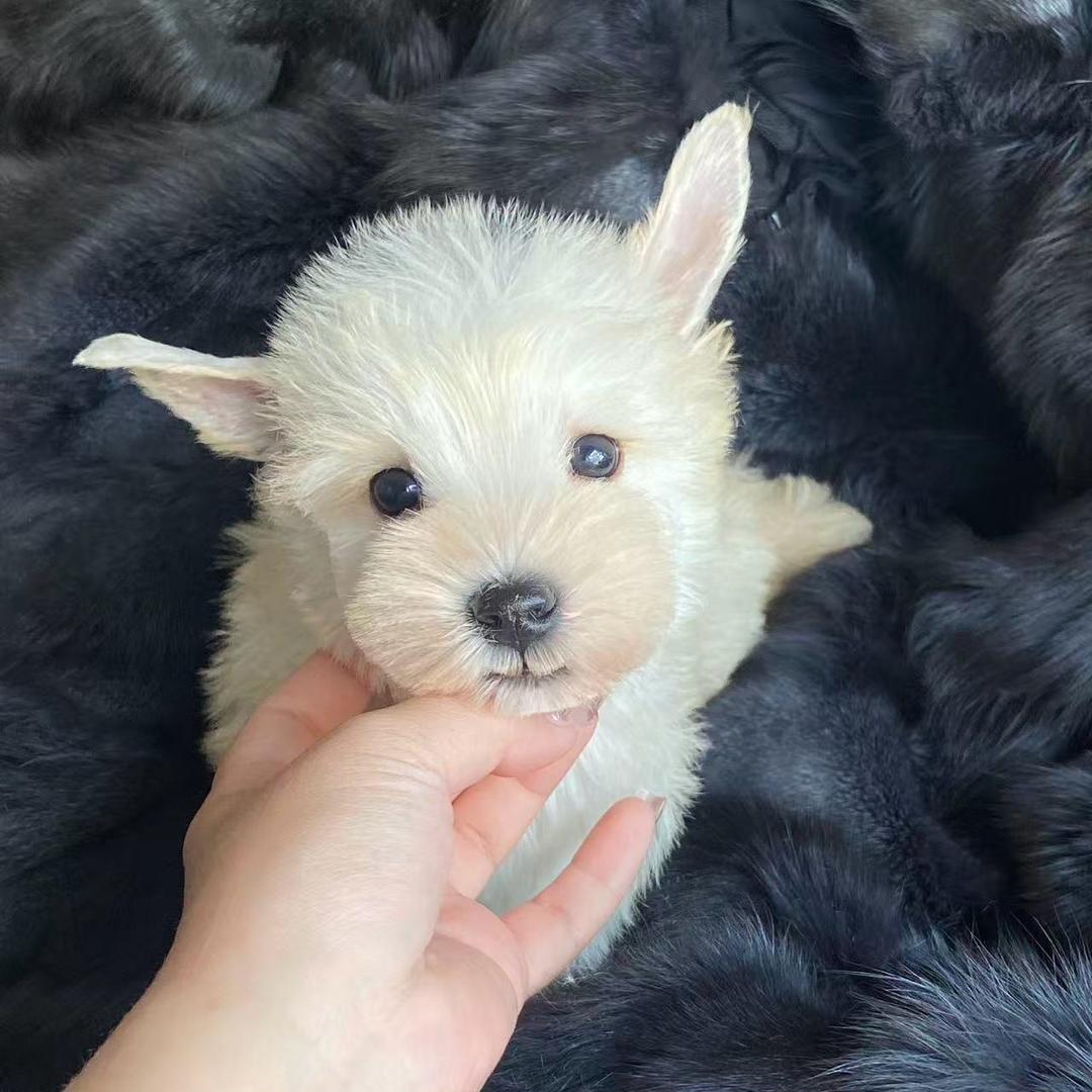 雪纳瑞/九月🐩