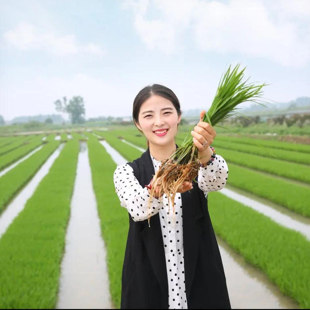 云南中药材种植