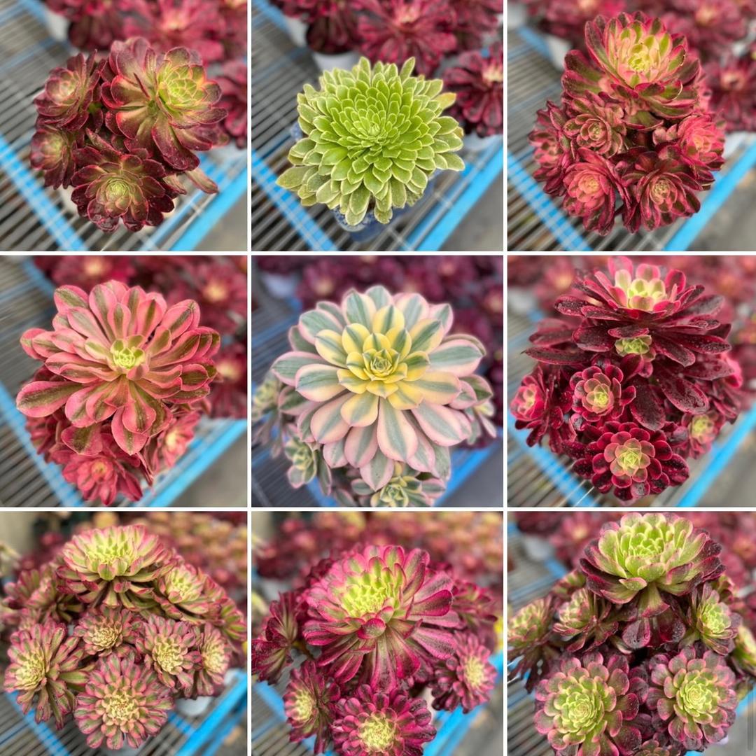 登封市振邦多肉植物种植基地