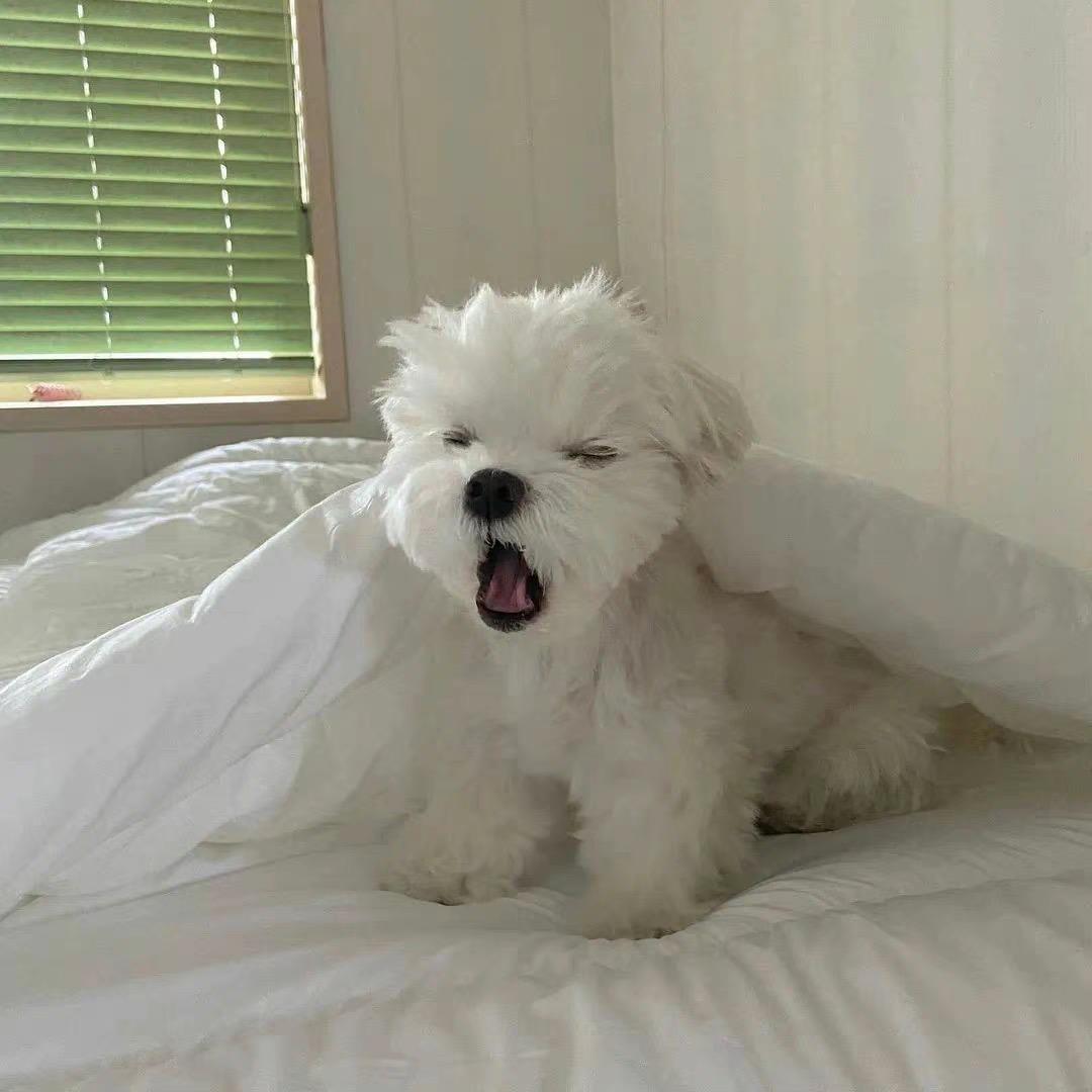 yyyIl