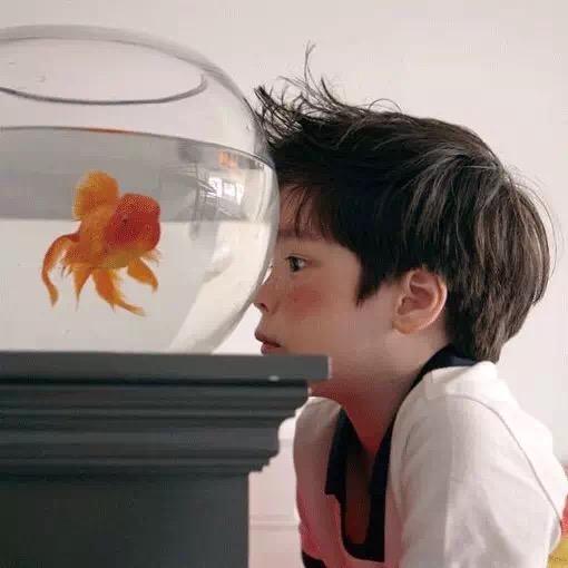 皮皮大王