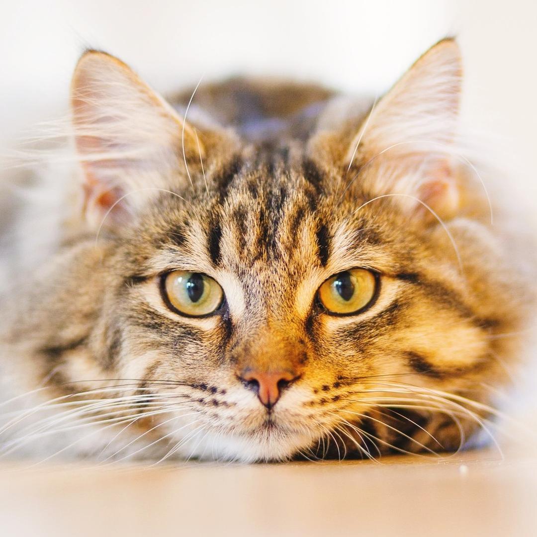 漆园村的猫知识