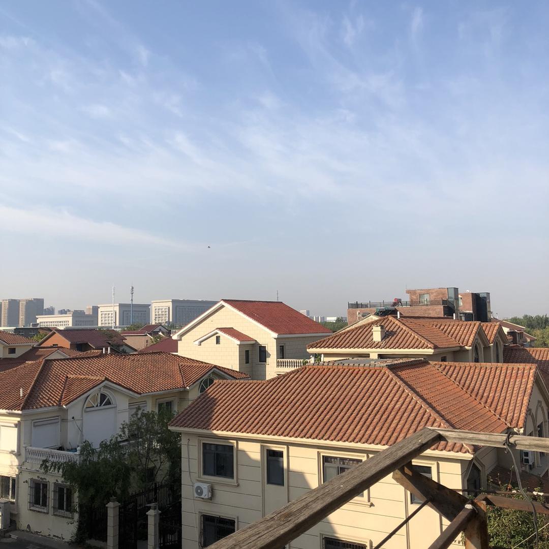 没了叶子的树