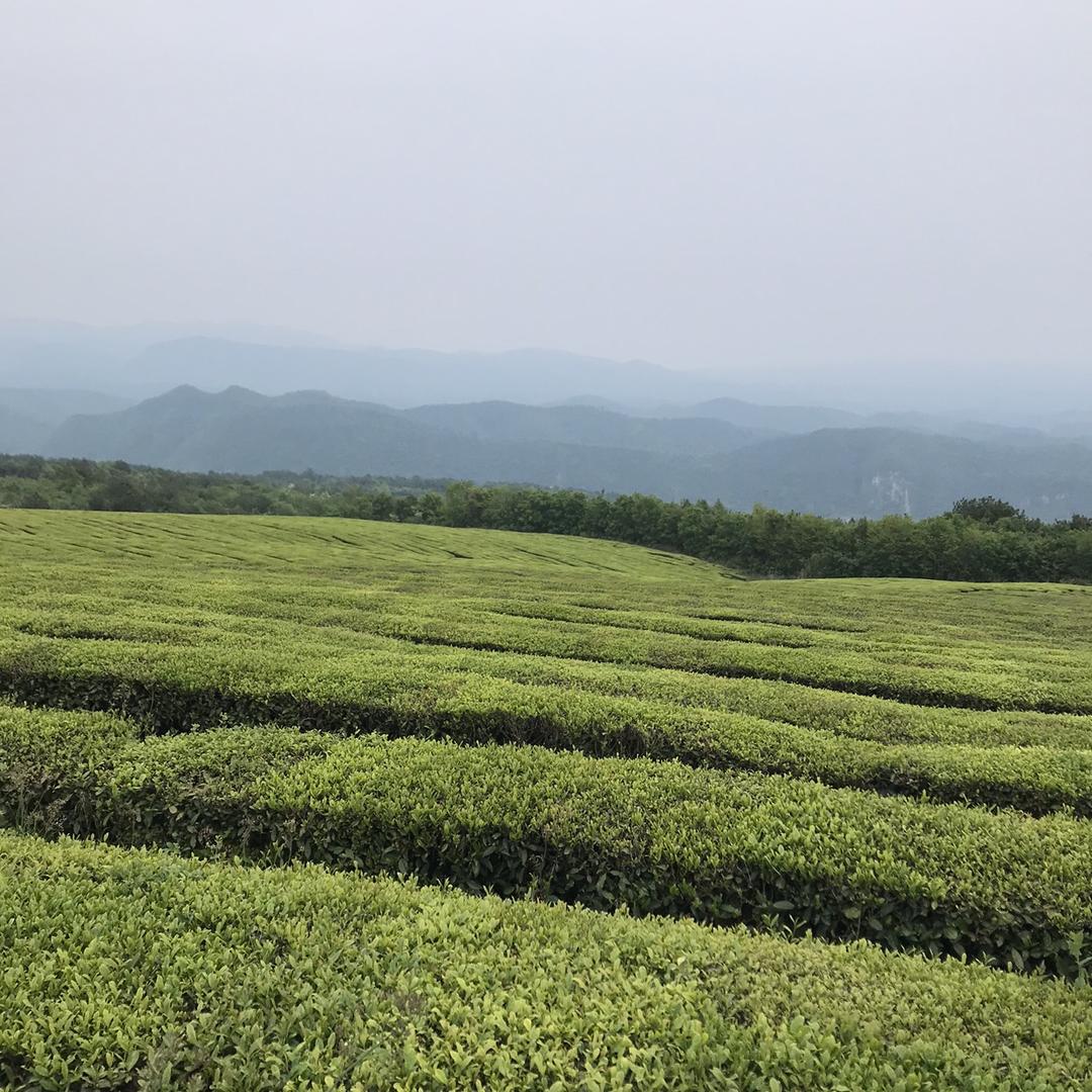 @人生如茶🍵