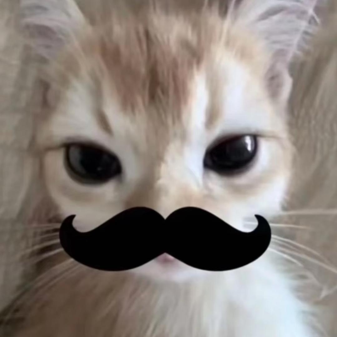 邪恶猫猫头