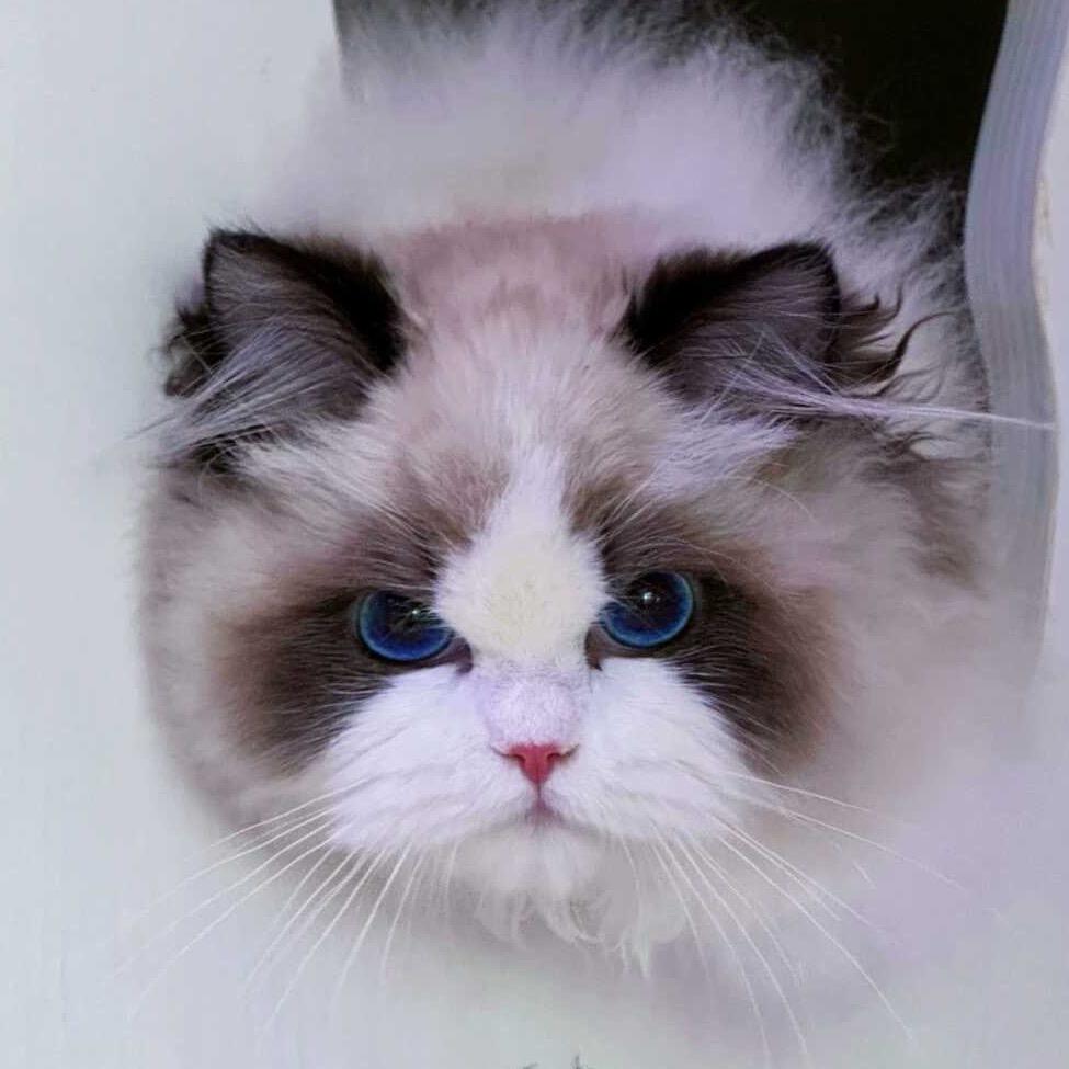 猫孩儿