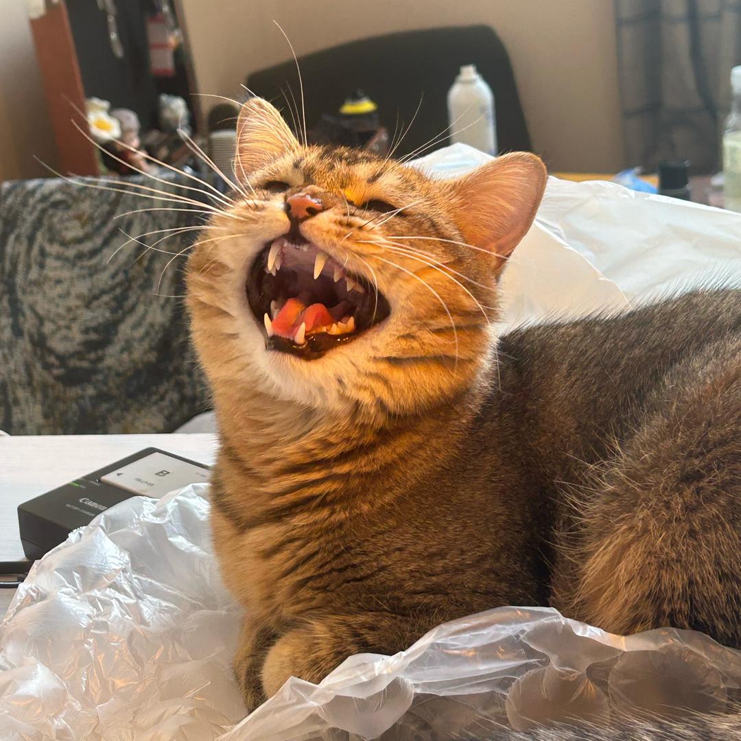 八筒的猫猫日记