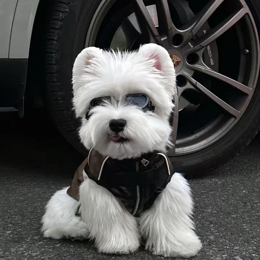 可卡布与西高地犬舍