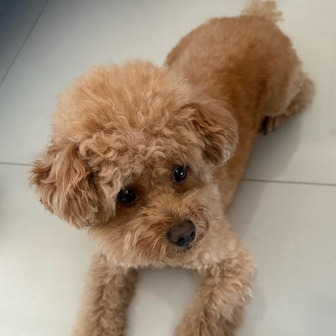 晓波                🐍