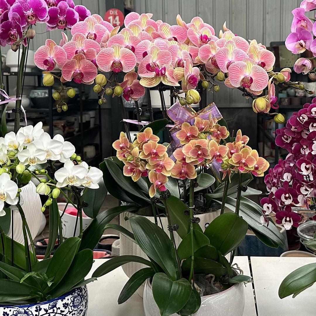 111花好月圆申请添加你为好友