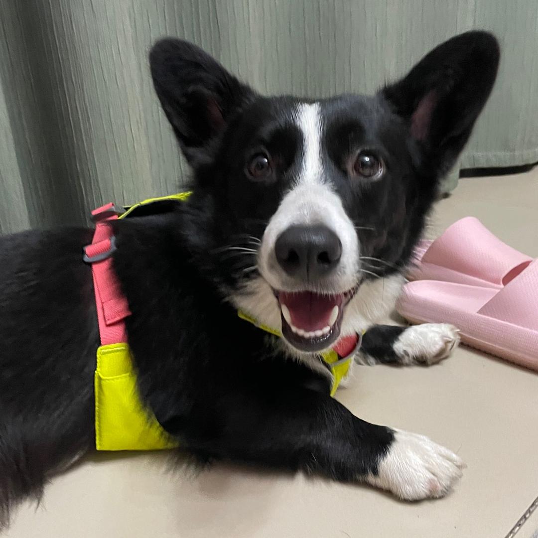 大福是只黑白基