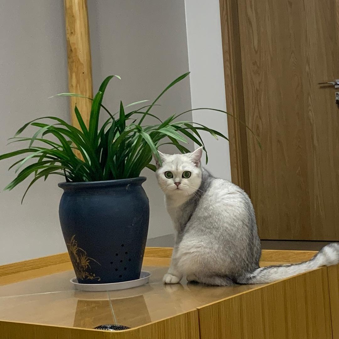 王三高