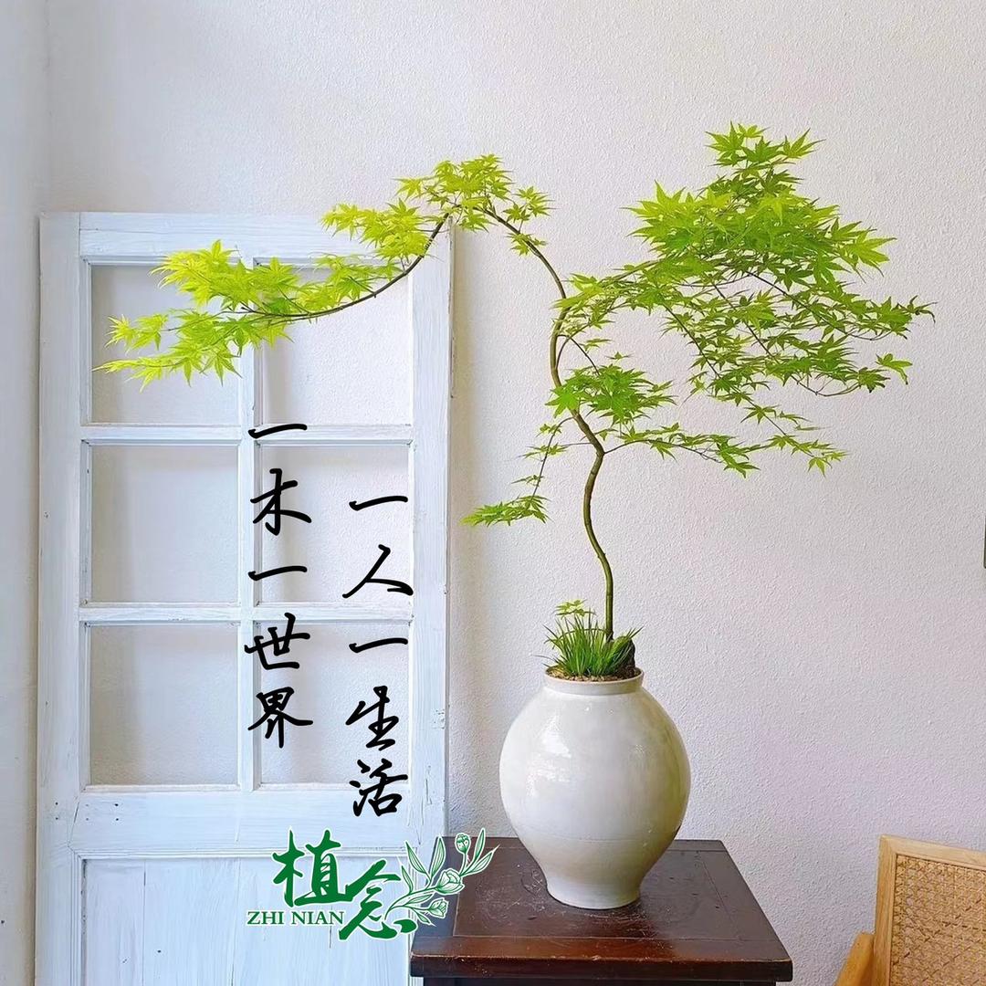 植念花木场