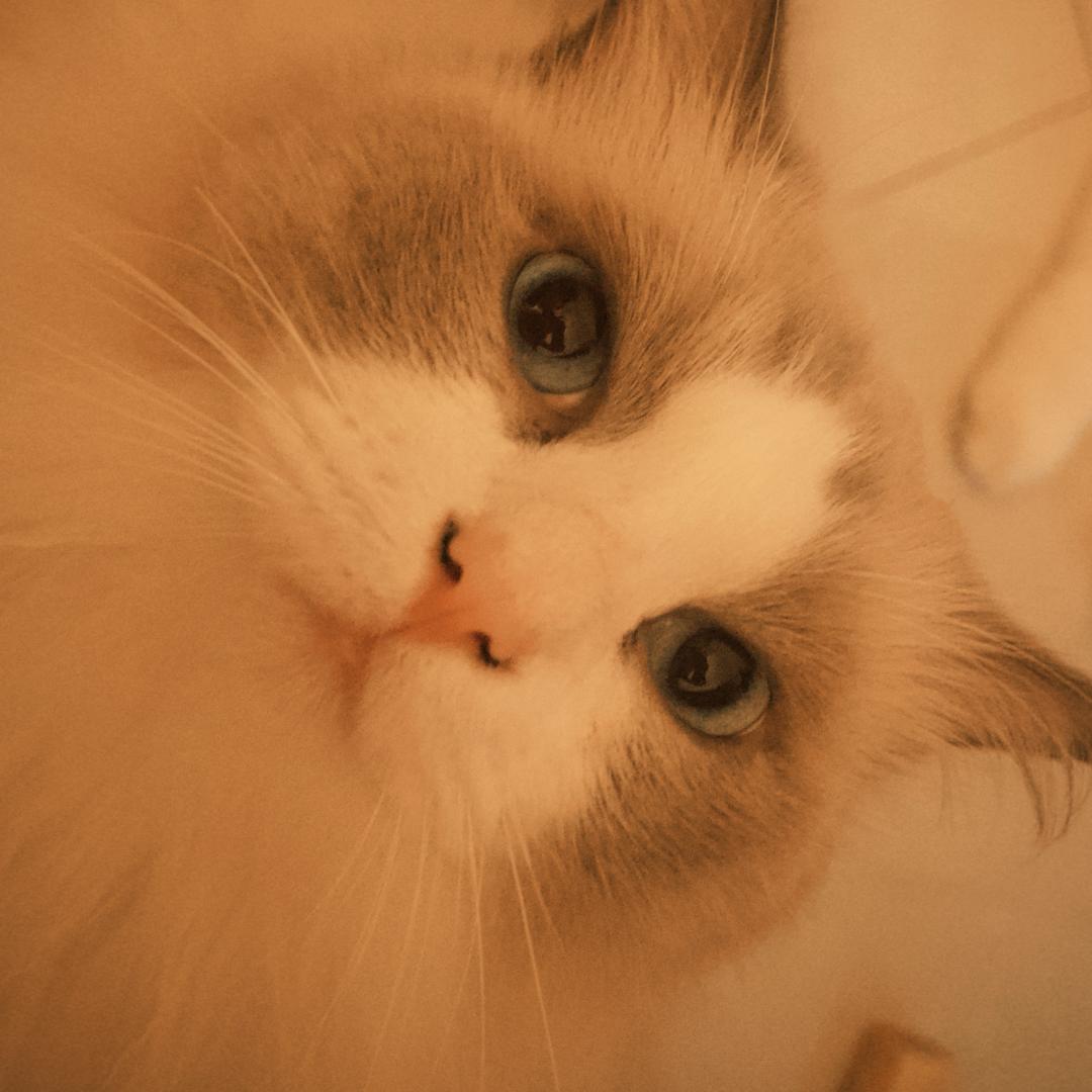 猫🐈猫木木木木