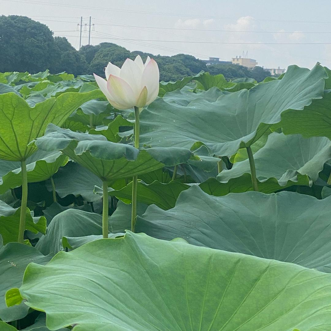 棒棒生旺