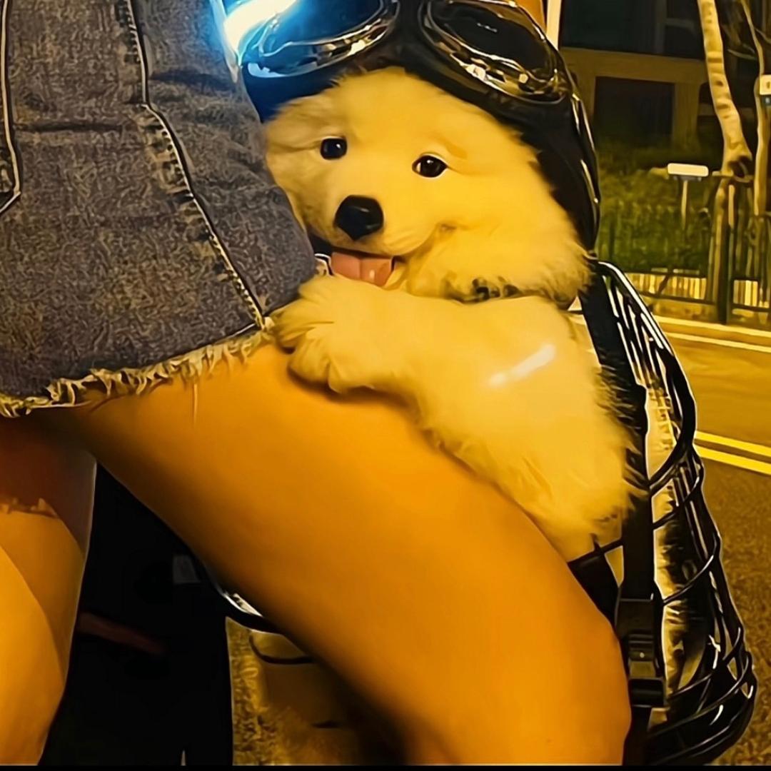 小飛子