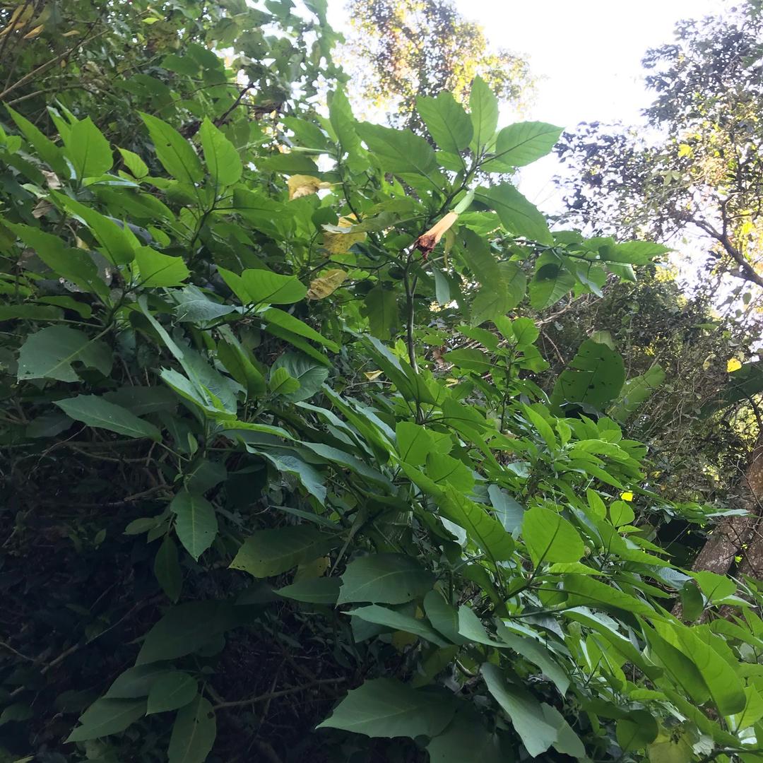 金树贴面板厂
