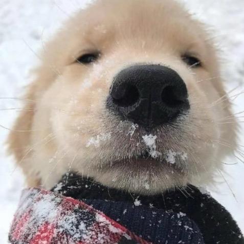 菠萝吹雪.