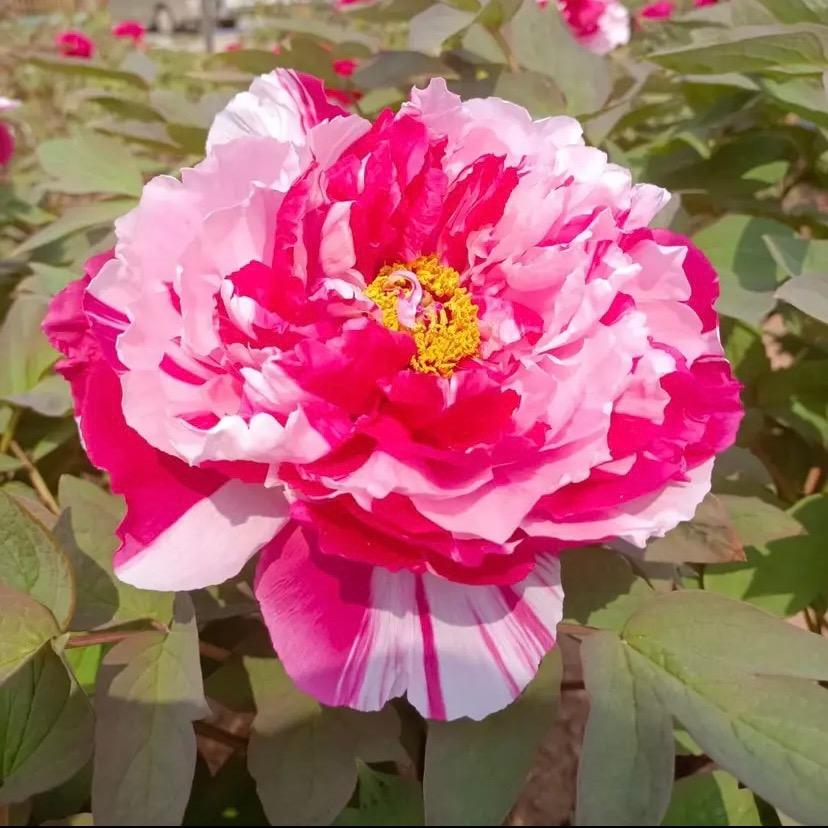 国色天香牡丹基地