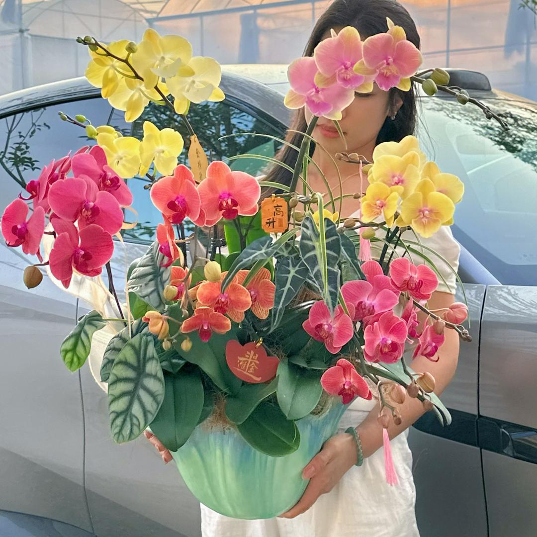 花棚里精选蝴蝶兰