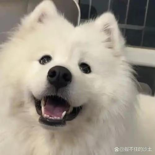科学养宠小课堂
