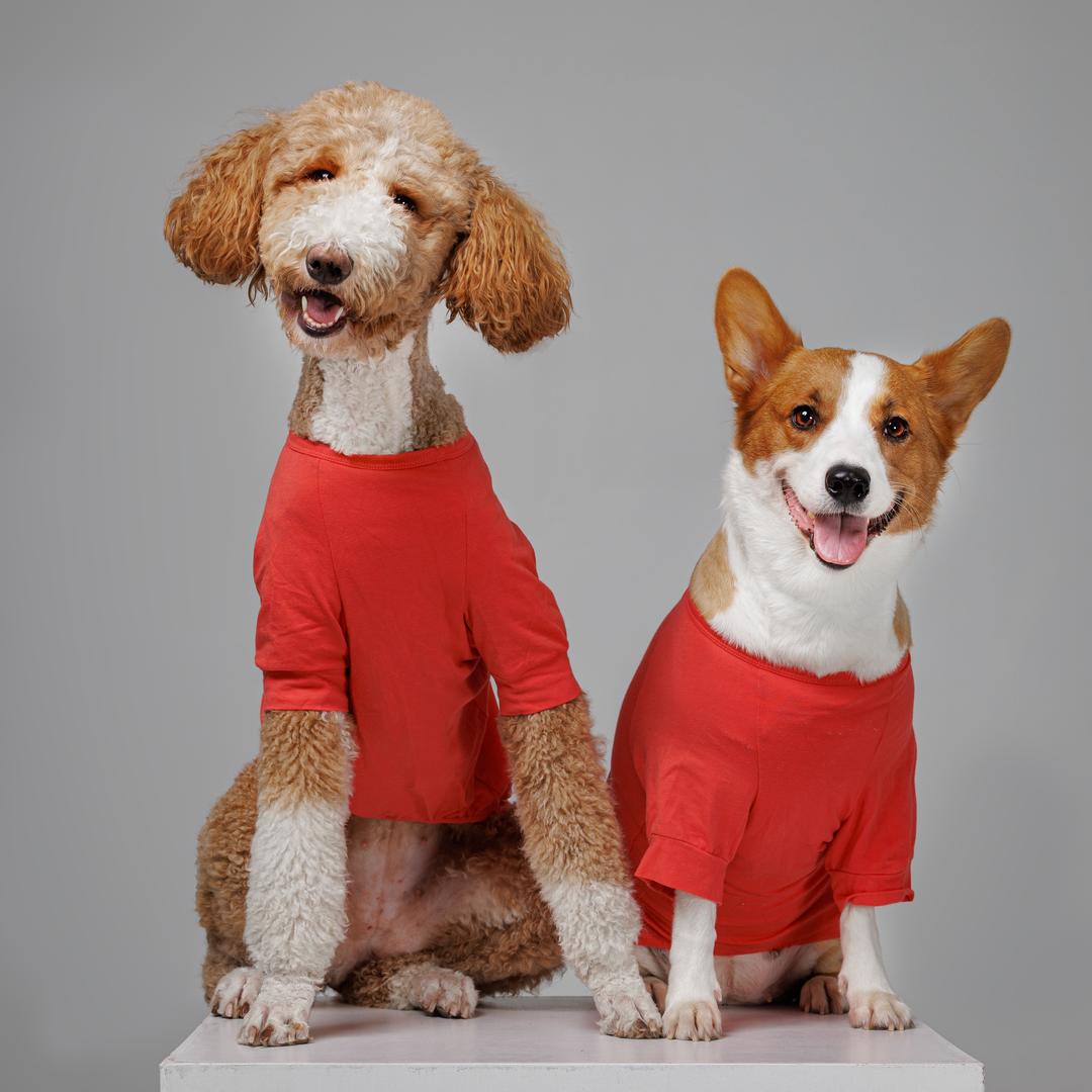 柯基七七是个大长腿