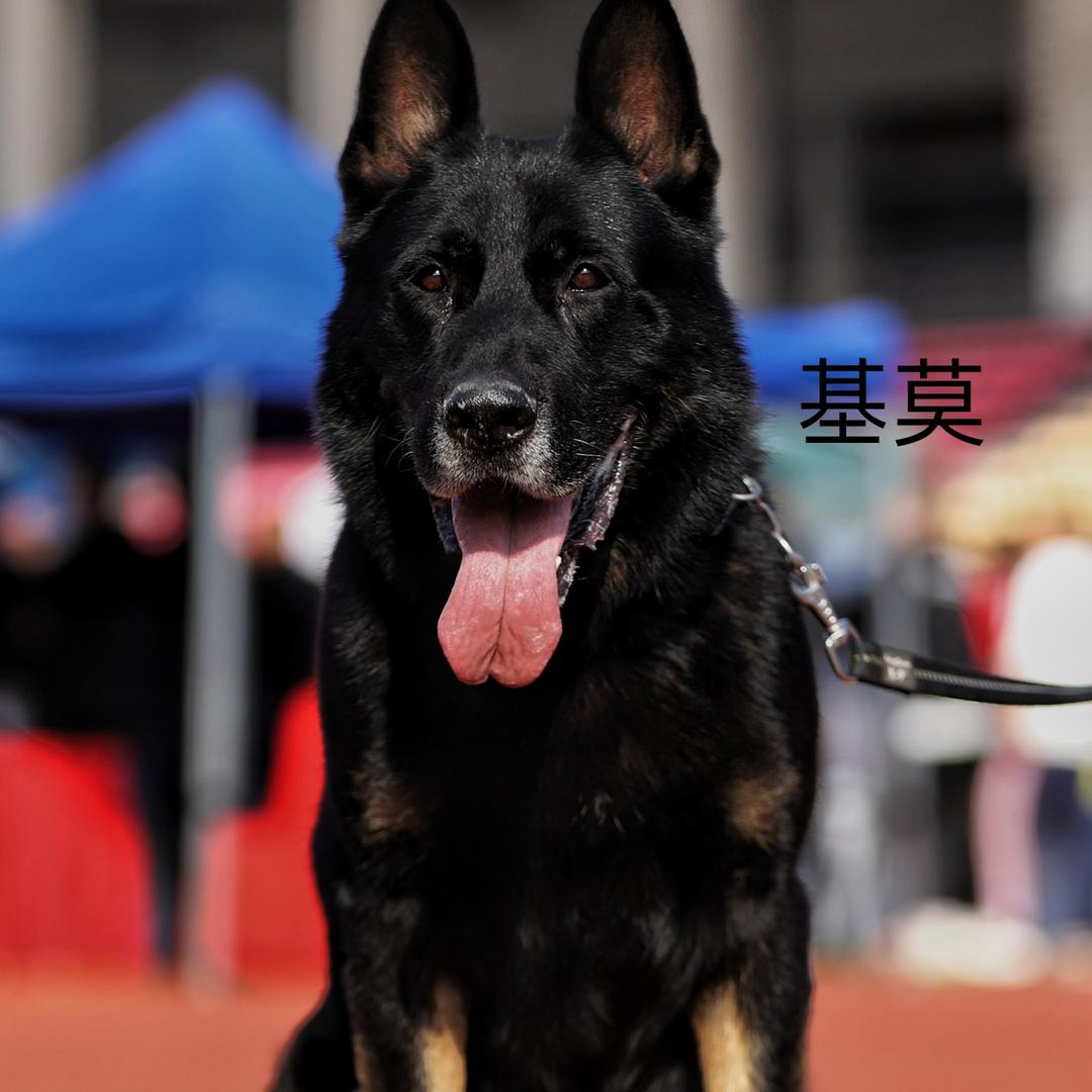 天训犬业