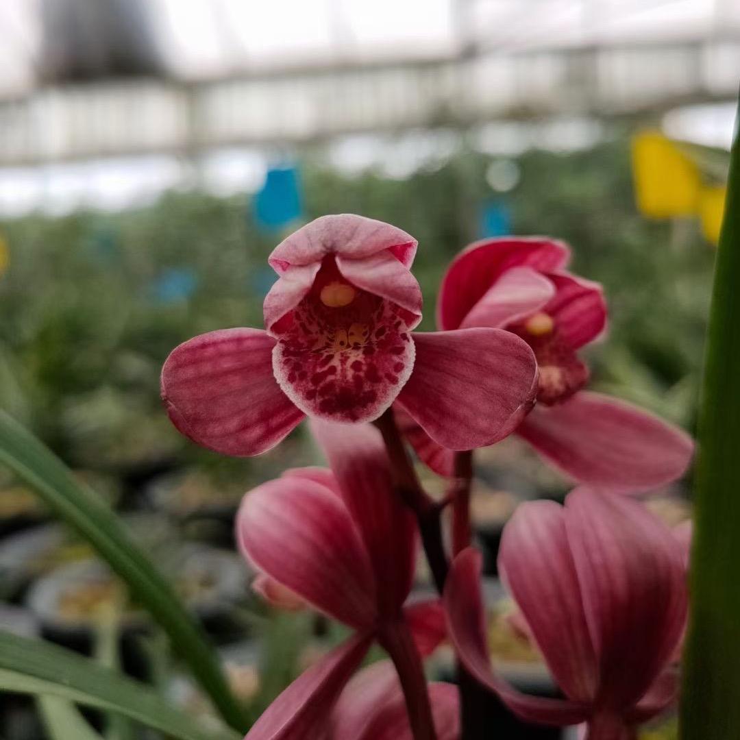 柒花柒草
