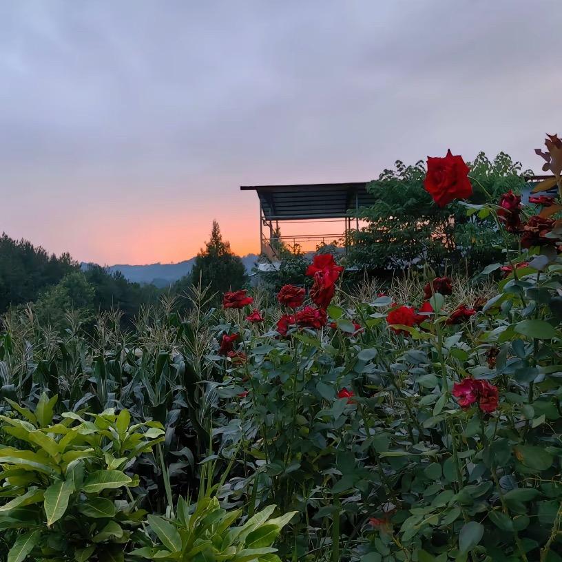 丹丹的跑山日记哦