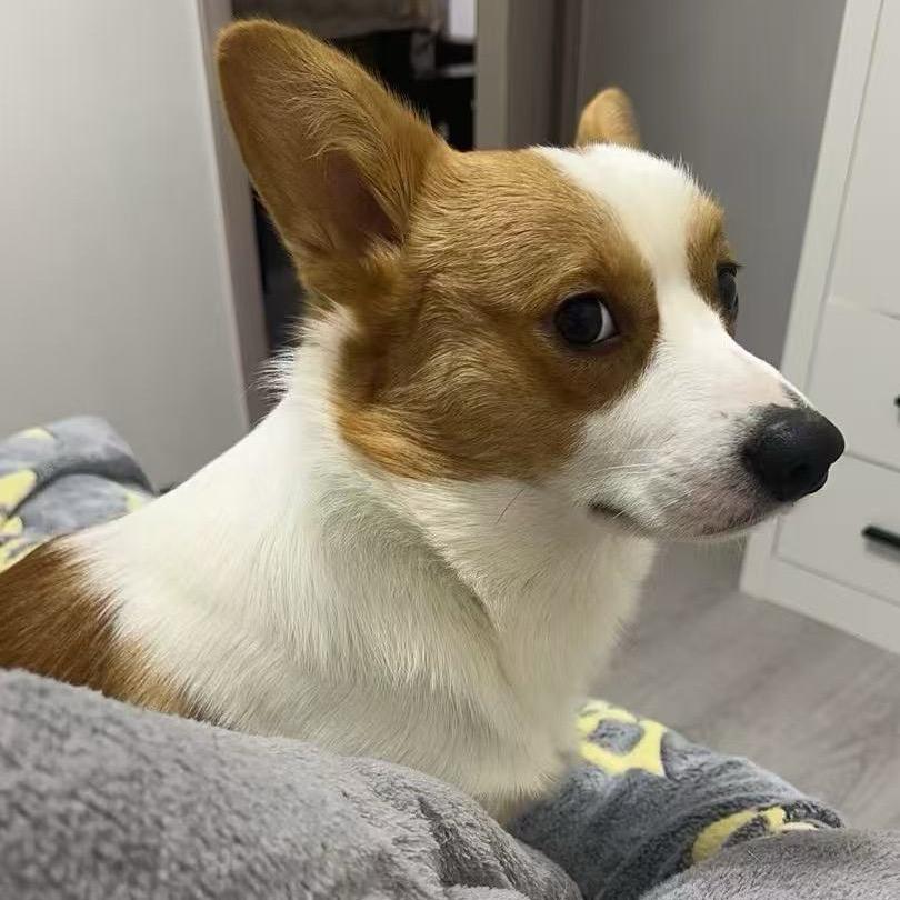 🌈  初一是只柯基吖🐶